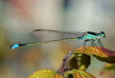 New low-cost aerogel insulation the size of a family car weighs less than a kilogram